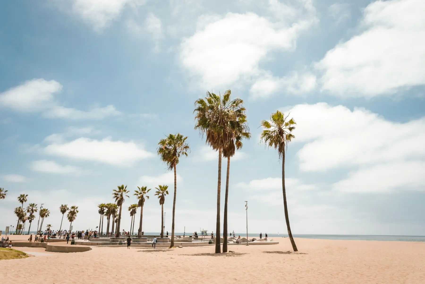 Palm trees on Venice Beach, Los Angeles